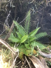 Eryngium serra