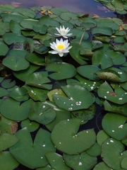 Nymphaea