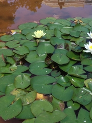 Nymphaea