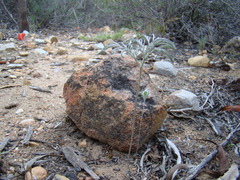 Pelargonium luteolum