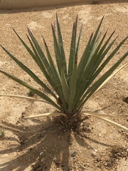 Angiospermae
