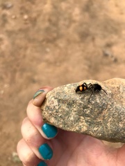 Traumatomutilla quadrinotata