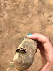 Traumatomutilla quadrinotata