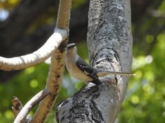 Mimus polyglottos