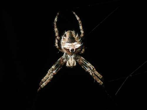 Broun's marbled orb-weaver
