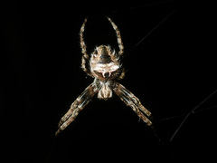 Backobourkia brouni