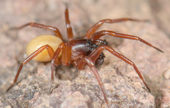 Septentrinna bicalcarata
