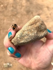 Traumatomutilla quadrinotata