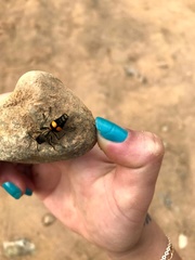 Traumatomutilla quadrinotata