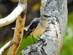 Mimus polyglottos