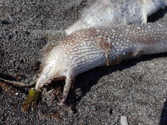 Gymnothorax saxicola