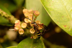 Batozonellus maculifrons