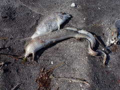 Gymnothorax saxicola