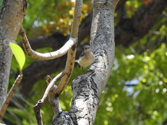 Mimus polyglottos