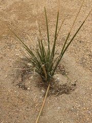 Chilopsis linearis