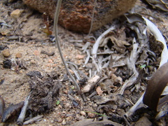 Pelargonium luteolum