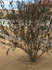 Chilopsis linearis
