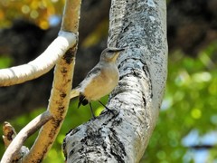 Mimus polyglottos