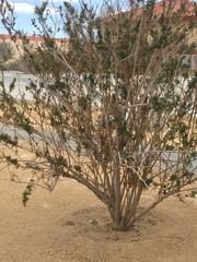 Chilopsis linearis
