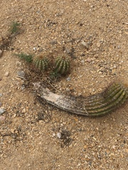 Magnoliopsida