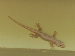 Hemidactylus platycephalus