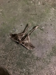 Copiopteryx
