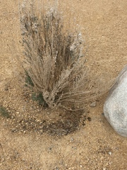 Magnoliopsida