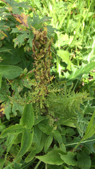 Pedicularis condensata