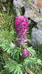 Pedicularis panjutinii