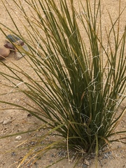Cactaceae