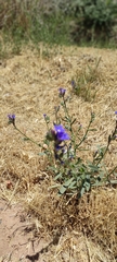 Anchusa undulata