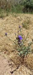 Anchusa undulata
