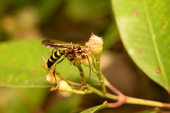 Batozonellus maculifrons