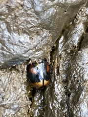 Sphaeridium scarabaeoides