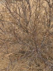 Cactaceae