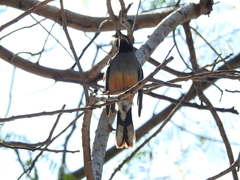 Turdus plumbeus