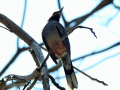 Turdus plumbeus