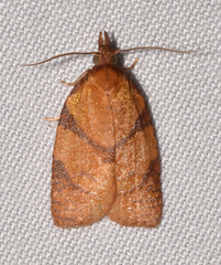 Cenopis directana