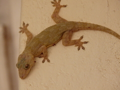 Hemidactylus platycephalus