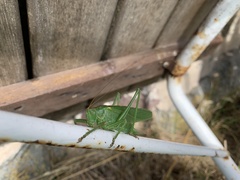 Tettigonia viridissima