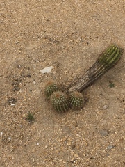 Cactaceae