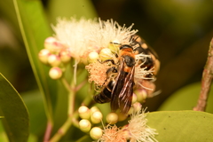 Megacampsomeris binghami