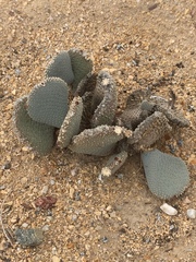 Lycium andersonii