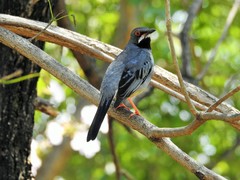 Turdus plumbeus