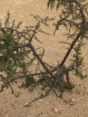 Lycium andersonii