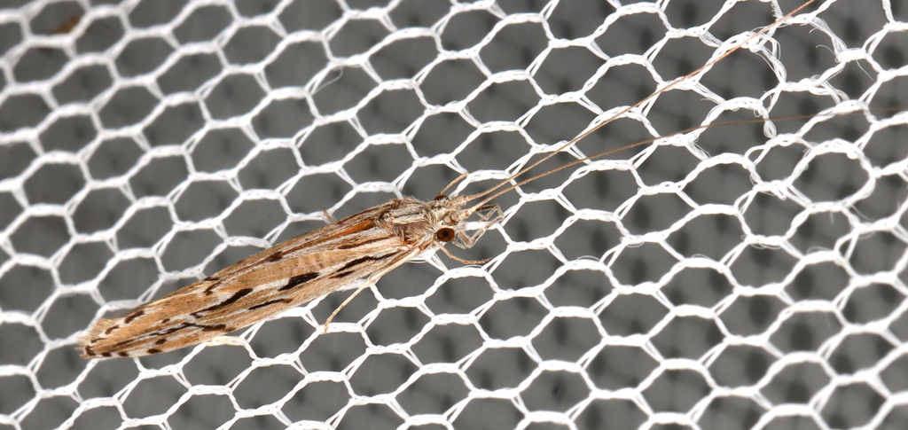 Oecetis inscripta