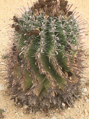 Lycium andersonii