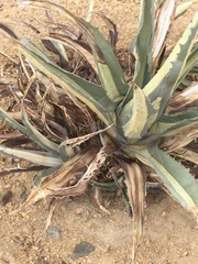 Lycium andersonii