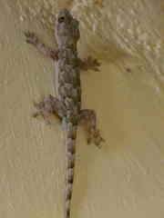 Hemidactylus platycephalus
