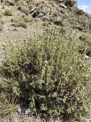 Artemisia obtusiloba